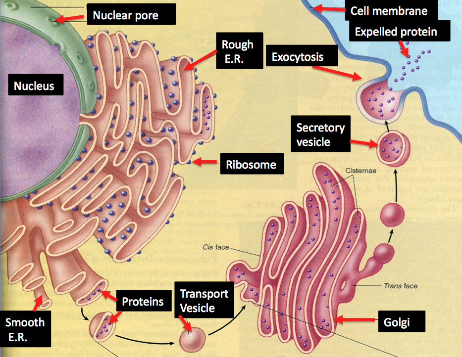 How Organelles Work Together to Make and