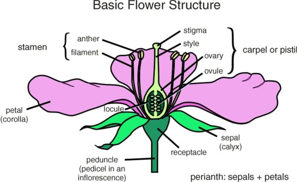 Parts Of Flower Male And Female Reproductive System Distinguish